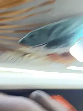 Snapshot of BigBossaNova69 chatting on 10/08/25, 05:38 BigBossaNova69 online show from 10/08/25, 05:38