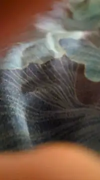 WelshXXX online show from 01/20/25, 10:26