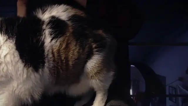 contemptumundi888 online show from 01/18/25, 11:11