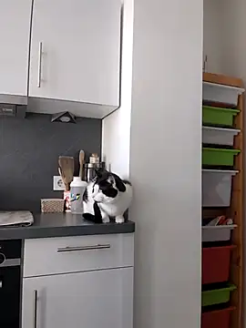 TerrasWildlife online show from 03/22/25, 09:02