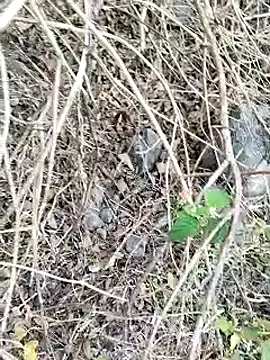 Snapshot of Guru2 chatting on 01/26/25, 02:03 Guru2 online show from 01/26/25, 02:03