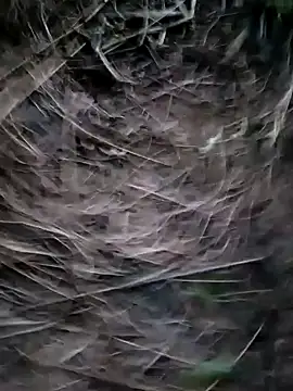 Snapshot of Guru2 chatting on 01/29/25, 01:17 Guru2 online show from 01/29/25, 01:17