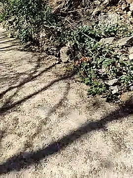 Snapshot of VelvetChocolate7 chatting on 02/24/26, 08:29 VelvetChocolate7 online show from 02/24/26, 08:29