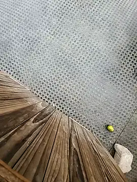 tesaodaweb online show from 12/15/25, 03:16