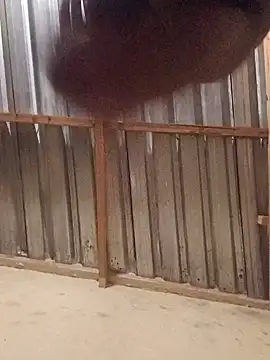 Snapshot of T9nybh3ksta66 chatting on 09/14/25, 02:54 T9nybh3ksta66 online show from 09/14/25, 02:54