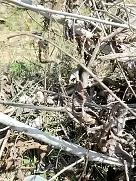 Snapshot of cute1gfbf chatting on 03/05/25, 07:05 cute1gfbf online show from 03/05/25, 07:05