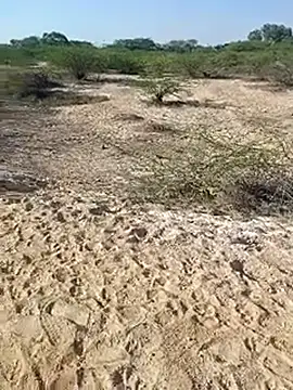 Delhi BoyBigcock online show from 03/11/25, 03:05