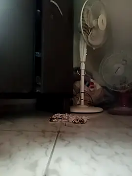 payalchola online show from 03/14/26, 07:25