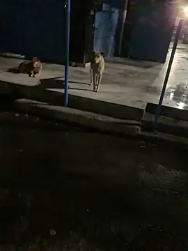 Snapshot of goluaryan chatting on 04/07/26, 07:47 goluaryan online show from 04/07/26, 07:47