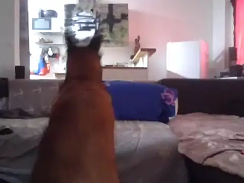 Snapshot of ThePython666 chatting on 03/27/26, 03:34 ThePython666 online show from 03/27/26, 03:34