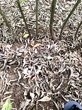 Snapshot of JAZZYS8 chatting on 10/01/25, 07:47 JAZZYS8 online show from 10/01/25, 07:47