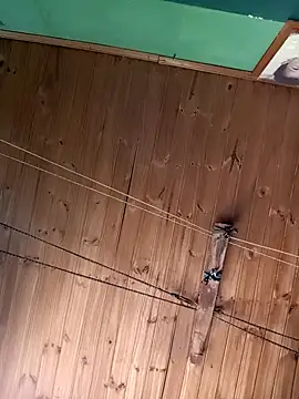 Snapshot of Ridick2025 chatting on 11/15/25, 05:20 Ridick2025 online show from 11/15/25, 05:20