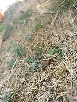 Snapshot of mkallu1995 chatting on 03/05/26, 06:09 mkallu1995 online show from 03/05/26, 06:09