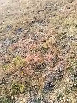 Snapshot of coocon2020 chatting on 11/16/25, 02:39 coocon2020 online show from 11/16/25, 02:39