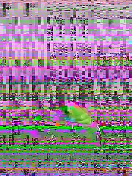 bihf dam online show from 04/14/26, 08:48