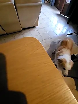 Snapshot of Stingles chatting on 10/03/25, 06:43 Stingles online show from 10/03/25, 06:43