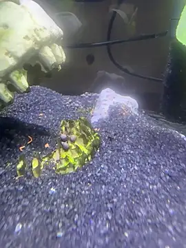 Snapshot of saumon3022 chatting on 02/08/26, 09:13 saumon3022 online show from 02/08/26, 09:13