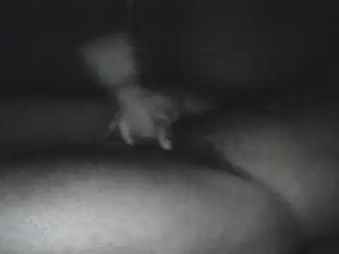 Snapshot of Bigcockjamaican876 chatting on 10/15/25, 04:56 Bigcockjamaican876 online show from 10/15/25, 04:56