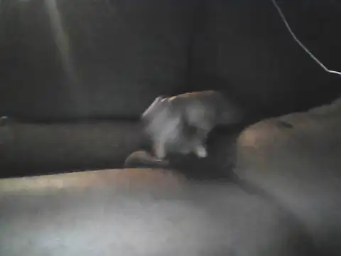 Snapshot of Bigcockjamaican876 chatting on 10/19/25, 04:46 Bigcockjamaican876 online show from 10/19/25, 04:46