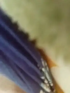 desi boudi87 online show from 01/09/26, 09:34