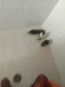 Snapshot of pitoduroparati chatting on 02/07/26, 11:52 pitoduroparati online show from 02/07/26, 11:52