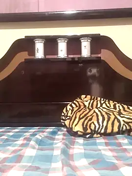 Cachorrinha2025 online show from 11/13/25, 08:30