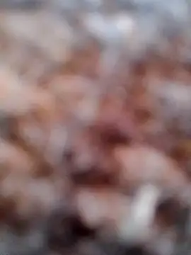 Snapshot of Rs_sonam chatting on 02/06/26, 02:49 Rs sonam online show from 02/06/26, 02:49