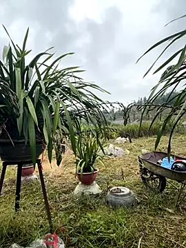 miemie-xx online show from 11/17/25, 01:11