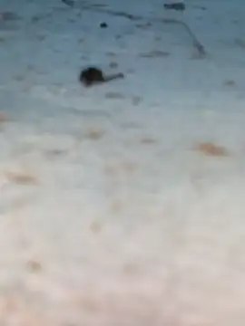 Ut kanchna online show from 10/26/25, 12:22