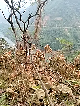 Mising5022 online show from 12/04/25, 06:55