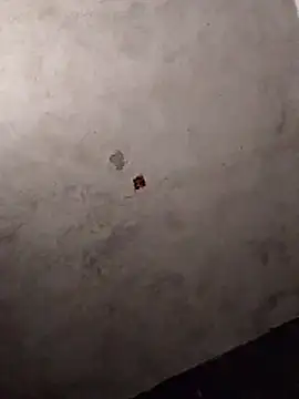 Orlao25cm online show from 03/12/26, 08:37