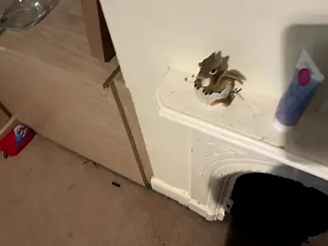 Snapshot of Scarletcum22 chatting on 01/11/26, 11:37 Scarletcum22 online show from 01/11/26, 11:37