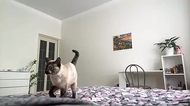 GingerMikos online show from 11/06/25, 08:04