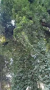 Snapshot of Horny_hippie chatting on 10/24/25, 09:33 Horny hippie online show from 10/24/25, 09:33