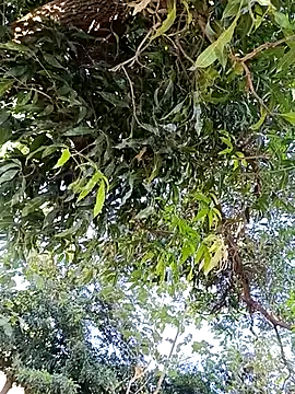 Avejkhan1630 online show from 12/14/25, 04:29