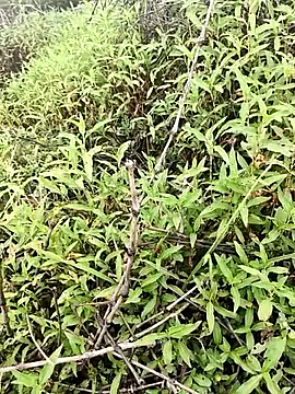 Sheela Sex90 online show from 04/16/26, 04:02