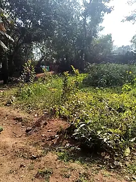 janbi sexe online show from 01/14/26, 05:46