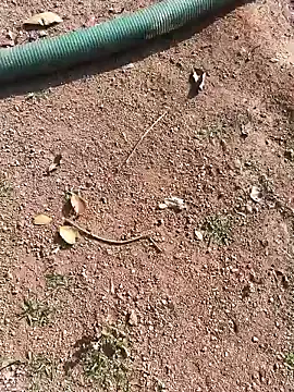 janbi sexe online show from 01/15/26, 05:01