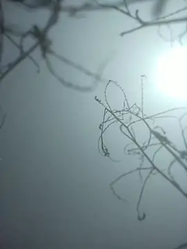 momo loves online show from 01/09/26, 07:44