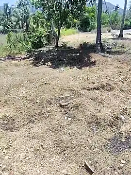 leona118 online show from 06/15/26, 04:58