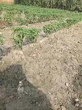 Shivanisingh4 online show from 03/29/26, 03:17