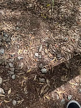 Snapshot of tyd247 chatting on 02/22/26, 11:36 tyd247 online show from 02/22/26, 11:36