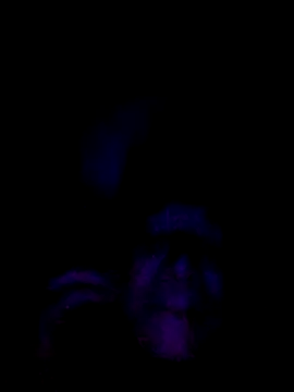 Snapshot of 061190 chatting on 02/28/26, 03:46 061190 online show from 02/28/26, 03:46