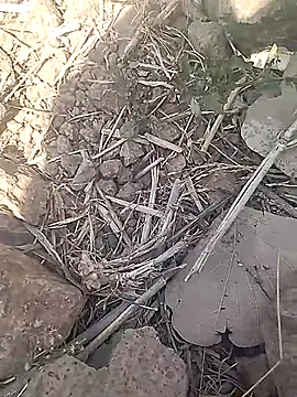 Snapshot of Cute_Boy_4 chatting on 02/18/26, 07:37 Cute Boy 4 online show from 02/18/26, 07:37