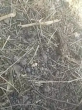 Snapshot of Cute_Boy_4 chatting on 03/08/26, 07:45 Cute Boy 4 online show from 03/08/26, 07:45