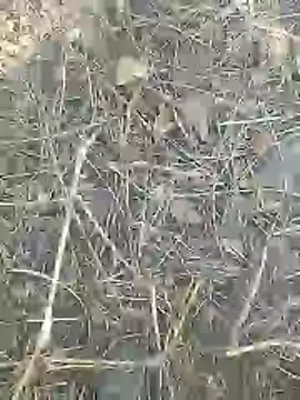 Snapshot of Cute_Boy_4 chatting on 03/09/26, 08:40 Cute Boy 4 online show from 03/09/26, 08:40