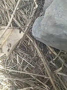 Snapshot of Cute_Boy_4 chatting on 03/13/26, 10:00 Cute Boy 4 online show from 03/13/26, 10:00