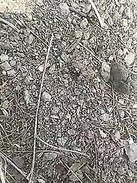 Snapshot of Cute_Boy_4 chatting on 03/18/26, 07:00 Cute Boy 4 online show from 03/18/26, 07:00