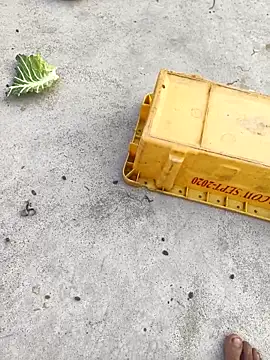 Snapshot of rubitrides11 chatting on 02/07/26, 11:25 rubitrides11 online show from 02/07/26, 11:25