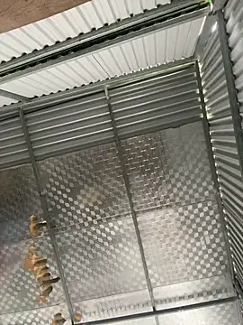 Snapshot of tuncube chatting on 03/09/26, 06:17 tuncube online show from 03/09/26, 06:17